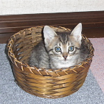 2009年子猫