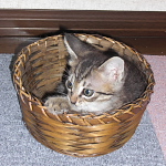 2009年子猫